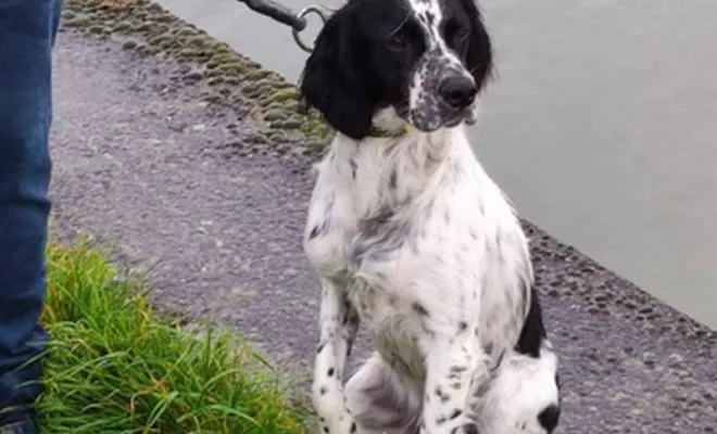 Cours collectif Douaisis, Douai, Centre canin Michel Gioé