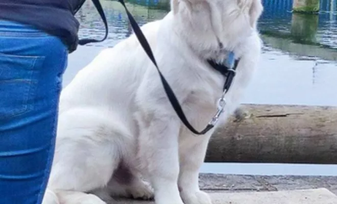 Cours collectif Douaisis, Douai, Centre canin Michel Gioé