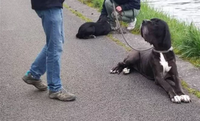 Cours collectifs Douaisis, Douai, Centre canin Michel Gioé