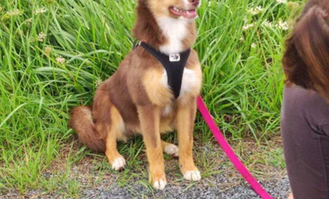 Cours collectif Douaisis, Douai, Centre canin Michel Gioé