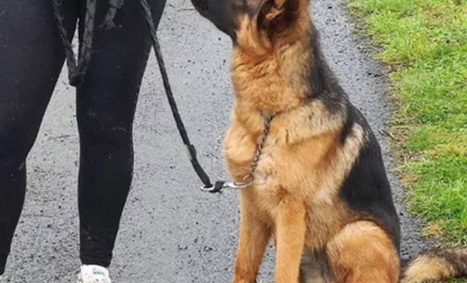 Cours collectif Douaisis, Douai, Centre canin Michel Gioé