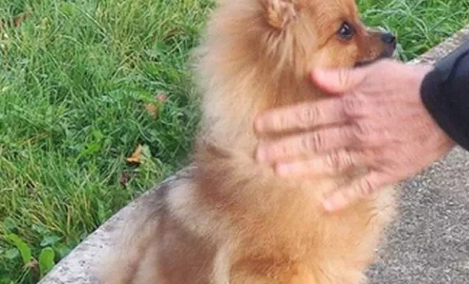 Cours collectif Douaisis, Douai, Centre canin Michel Gioé