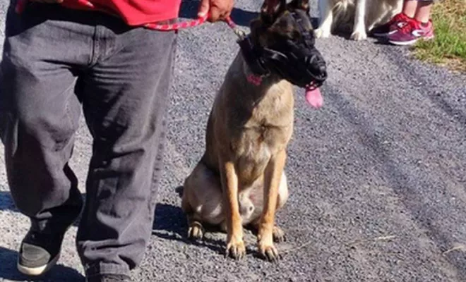 Cours collectifs Douaisis, Douai, Centre canin Michel Gioé