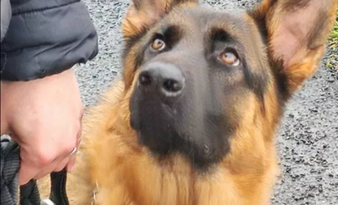 Cours collectif Douaisis, Douai, Centre canin Michel Gioé