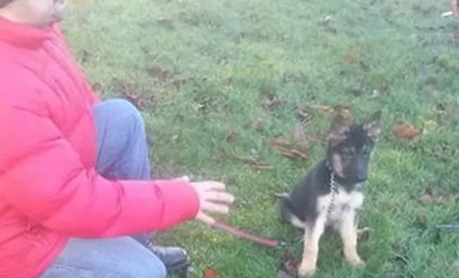 Formation éducateur canin, Douai, Centre canin Michel Gioé