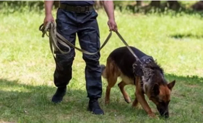 Mantrailing, Douai, Centre canin Michel Gioé