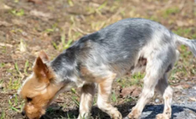 Mantrailing, Douai, Centre canin Michel Gioé