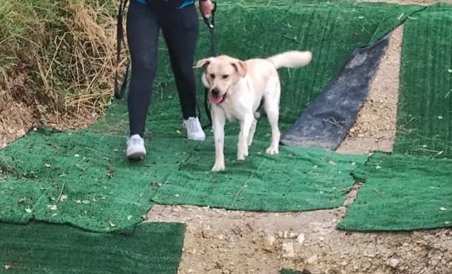 Savoir créer un lien solide avec son chien