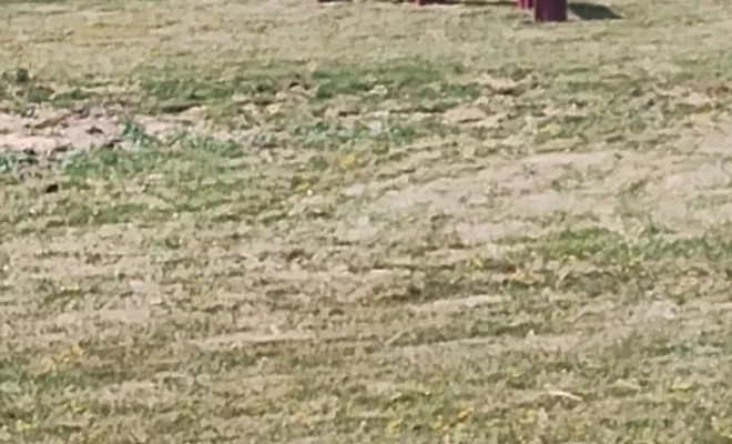 Un parc canin sur 6000 mètre carré à Sauchy Cauchy 