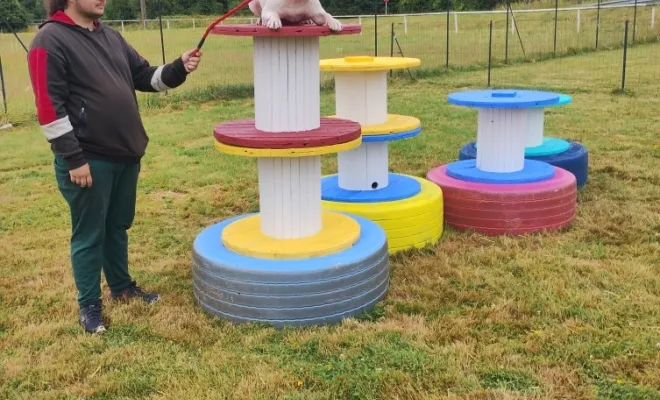 Bil le chien de cirque, croisé staff et américain bully de 15 mois, déclassé par une diagnose.