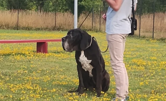 Un assis pour Michka la dogue allemand : photos du cours collectif du samedi 19 juillet 2025, Douai, Centre canin Michel Gioé