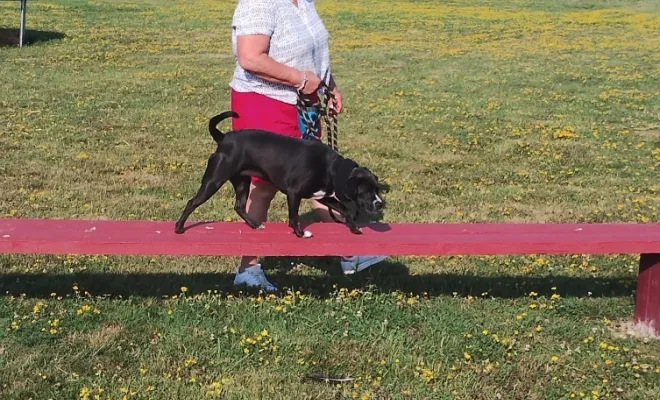 Raquelle la croisé bouledogue teste la passerelle : photos du cours collectif du samedi 19 juillet 2025, Douai, Centre canin Michel Gioé