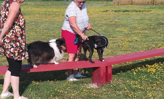 Olympe, la berger de shetland et Raquelle une petite croisé bouledogue testent le pont de singe Douai, Centre canin Michel Gioé