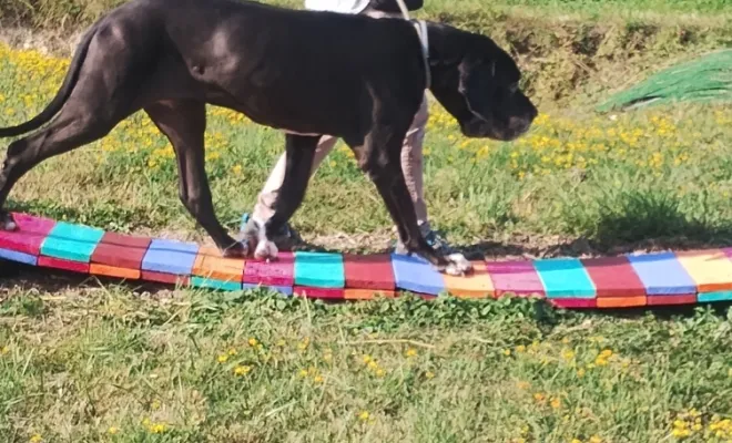 Tous les chiens sont acceptés, voici Michka la dogue allemand