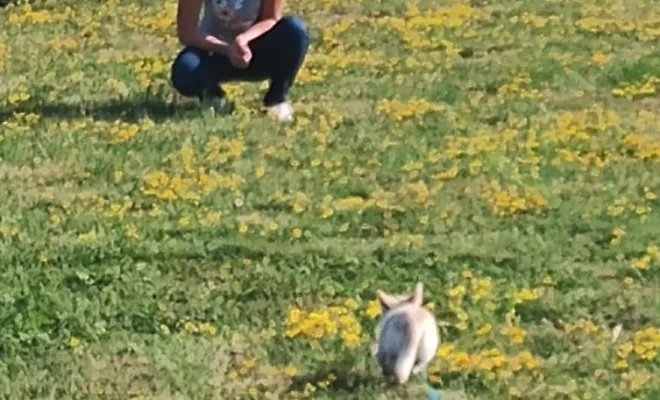 Tous les chiens sont acceptés, voici Hugo le chihuahua