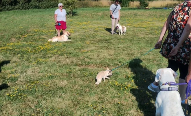 Un cours collectif avec des chiens au top à Sauchy Cauchy près de Douai Cambrai Arras 