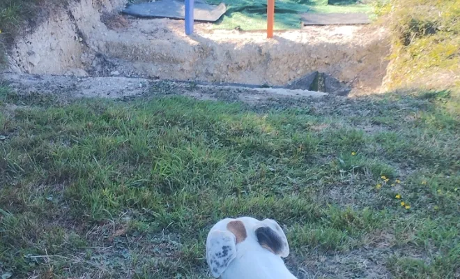 Un chien heureux à la base de loisirs canin à Sauchy Cauchy 