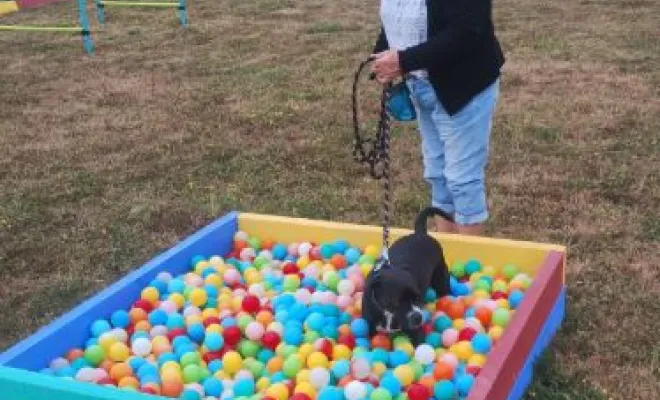 Raquelle croisé bouledogue en cours canin collectif  Au pays de Fergie à Sauchy Cauchy 62860