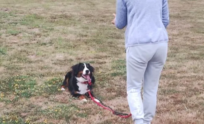 Olympe berger de shetland en cours canin collectif  Au pays de Fergie à Sauchy Cauchy 62860