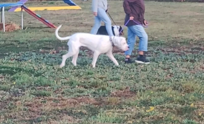 Photos du cours canin collectif du samedi 30 août 2025 à la base de loisirs canin Au pays de Fergie à Sauchy Cauchy , Douai, Centre canin Michel Gioé