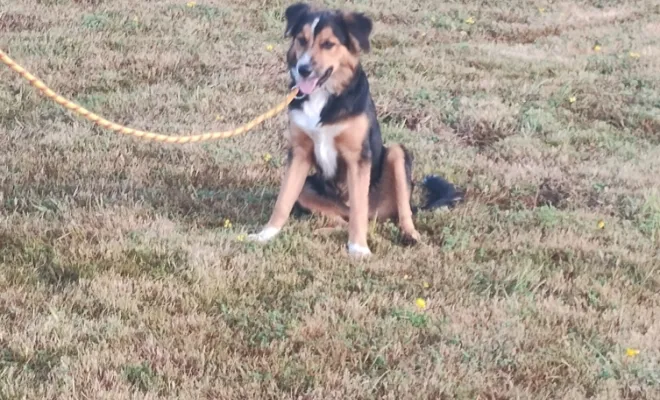 Photos du cours canin collectif du samedi 30 août 2025 à la base de loisirs canin Au pays de Fergie à Sauchy Cauchy , Douai, Centre canin Michel Gioé