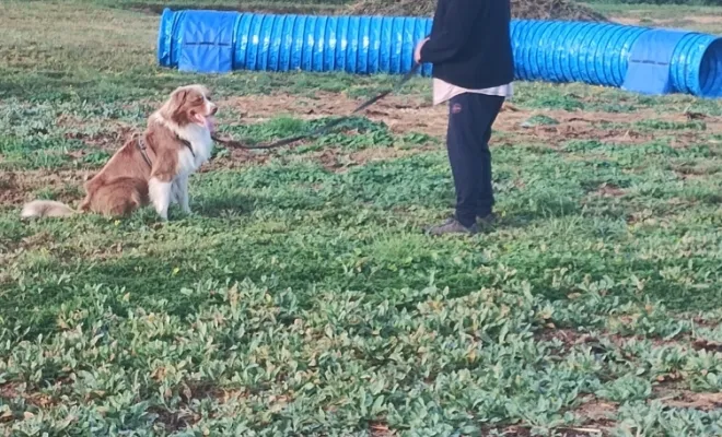Photos du cours canin collectif du samedi 30 août 2025 à la base de loisirs canin Au pays de Fergie à Sauchy Cauchy , Douai, Centre canin Michel Gioé