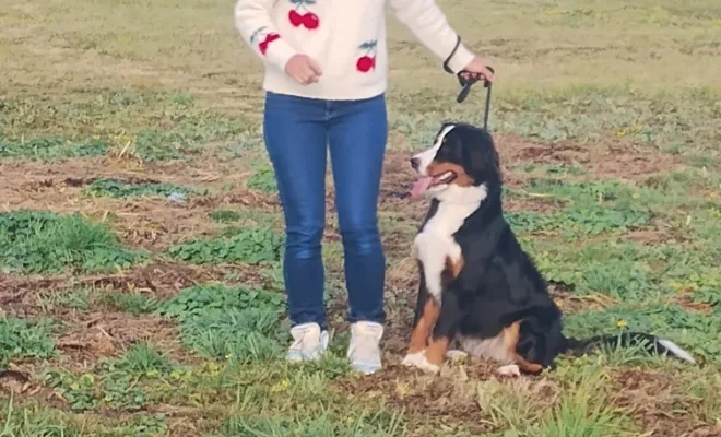 Vivk bouvier bernois 