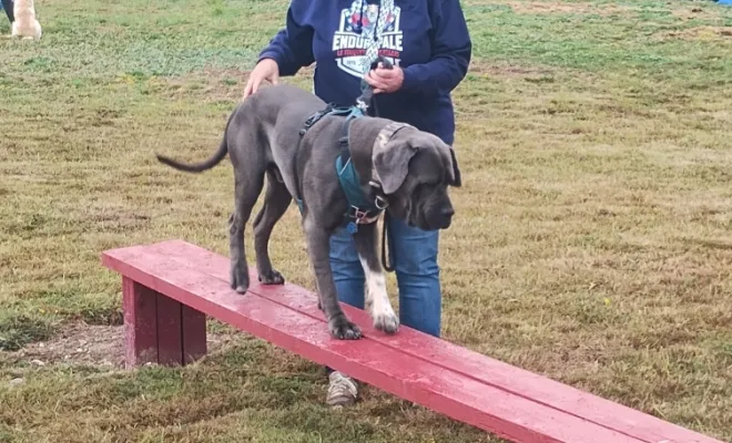 Photos du cours canin collectif du samedi 30 août 2025 à la base de loisirs canin Au pays de Fergie à Sauchy Cauchy , Douai, Centre canin Michel Gioé