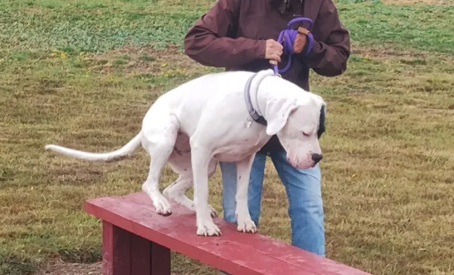 Photos du cours canin collectif du samedi 30 août 2025 à la base de loisirs canin Au pays de Fergie à Sauchy Cauchy , Douai, Centre canin Michel Gioé