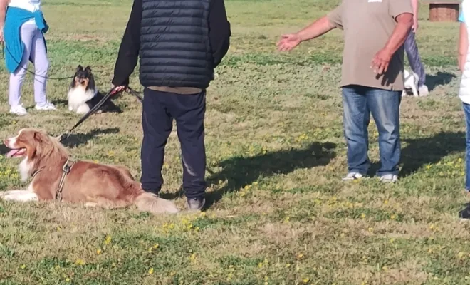 Cours collectifs pour chien Tous les samedis matins à Sauchy Cauchy près de Douai Cambrai Arras 