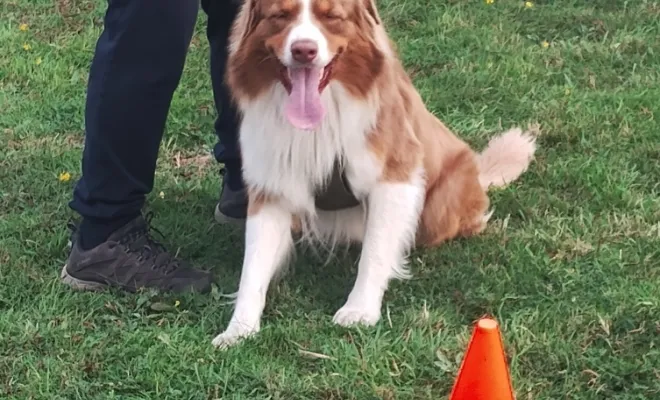 Socialisation du chien près de chez moi à Douai 