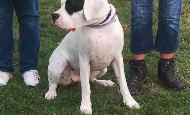 Cours canin pour petit et grand chien 