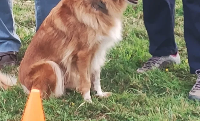 Éducation canine à Sauchy Cauchy 