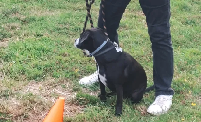 Savoir vivre avec son chien, c'est savoir lui poser des règles de vie à Sauchy Cauchy 