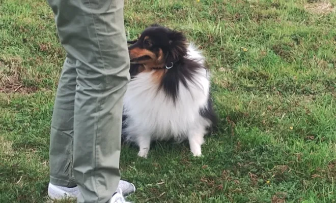 Conseil pour éduquer mon chien 🐶 Cambrai 