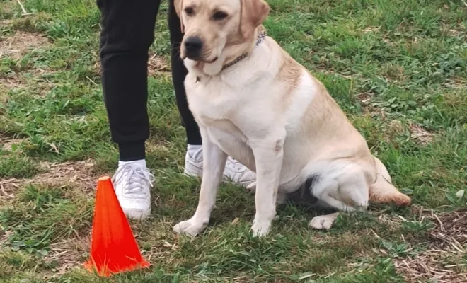 Savoir vivre avec son chien un éducateur canin pour vous aider près de chez vous à éduquer votre compagnon à quatre pattes près de chez moi 