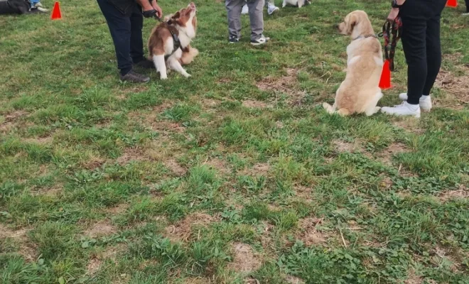 Cours de socialisation pour chien près de Douai 