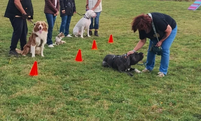 Un chien bien éduqué est un chien heureux éducateur canin près de Cambrai 