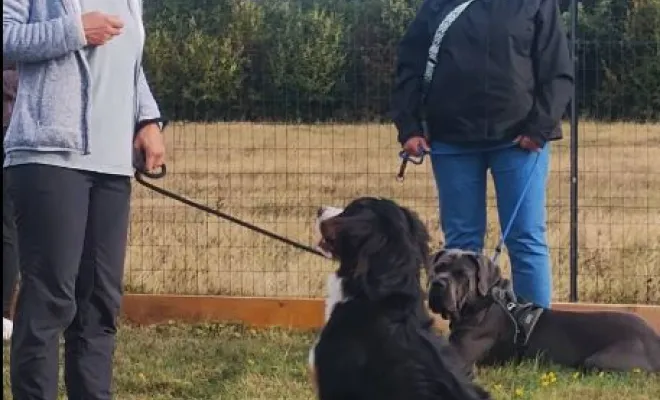 Cours canin collectif du samedi 13 septembre 2025 à Sauchy Cauchy sur le terrain de la base de loisir Au pays de Fergie
