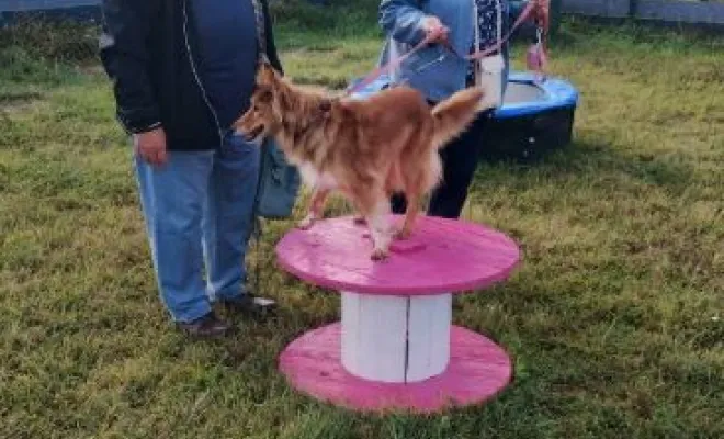 Cours canin collectif du samedi 13 septembre 2025 à Sauchy Cauchy sur le terrain de la base de loisir Au pays de Fergie