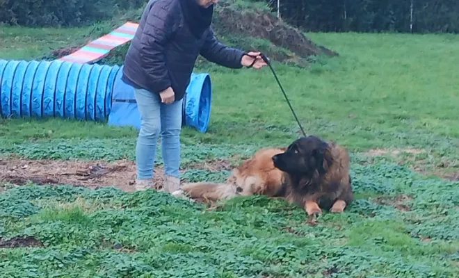 Educateur canin Baralle 