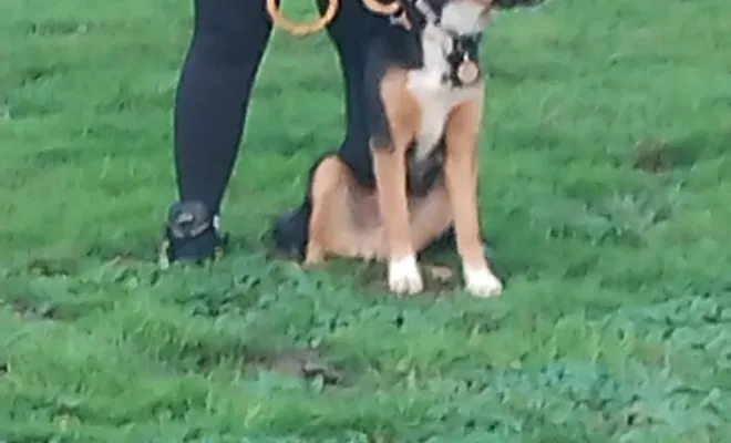 Educateur canin Tortequesne 