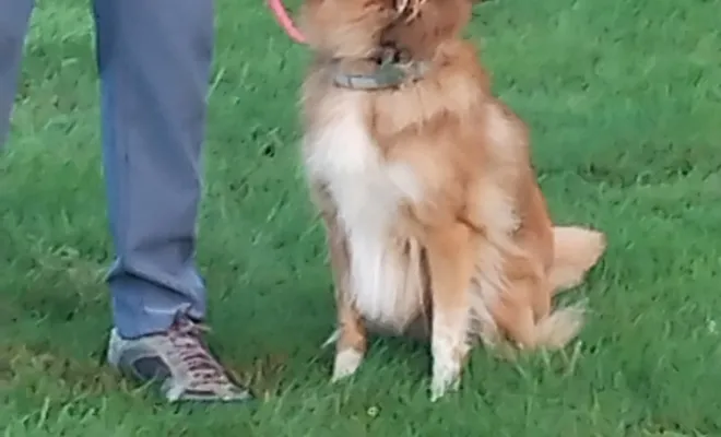 Cours canin collectif Tortequesne 