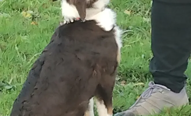 Education canine Tortequesne 