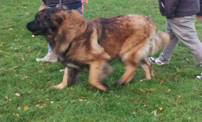 Educateur canin lens