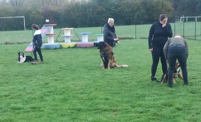 Education canine Quéant 