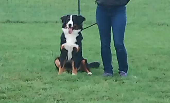 Educateur canin Nord 59