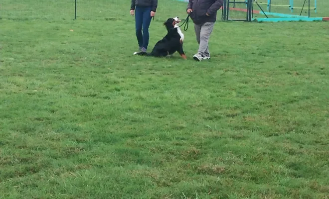 Educateur canin Nord pas de Calais 