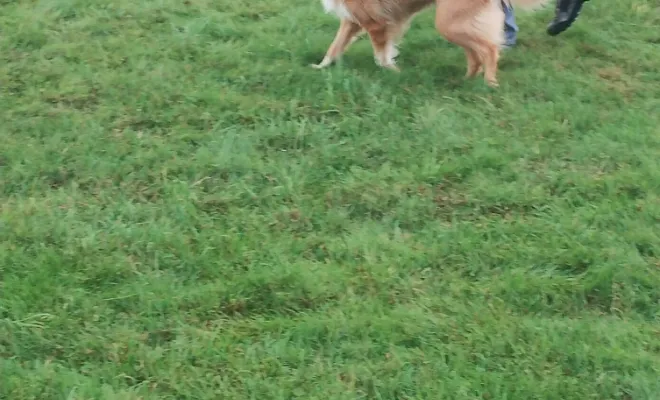 Un éducateur canin 🐕 autour de moi à Sauchy Cauchy 