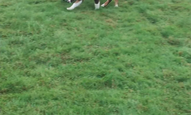 Un éducateur canin 🐕 autour de moi à Cambrai 